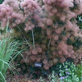Purple Smoketree